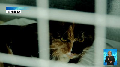 У «плохих» хозяев будут забирать животных