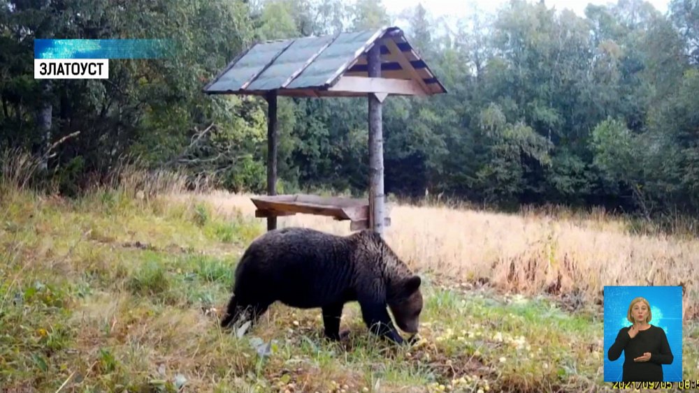 На Таганае медведи готовятся к спячке