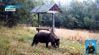 На Таганае медведи готовятся к спячке
