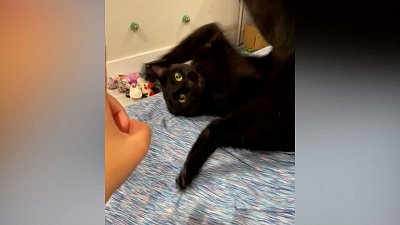 Мех и смех: хитрый «кусь», страшный палец и дерзкий капюшон