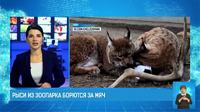 Рыси из зоопарка борются за мяч