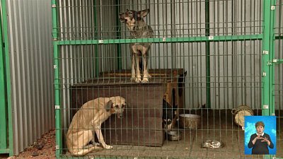 Собаки провели месяц в заточении