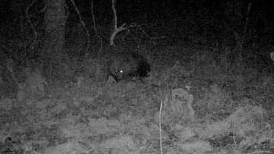 Счастливого медведя зафиксировала фотоловушка на Таганае