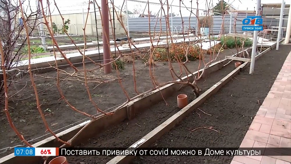 Время закрывать виноград в саду рубрике «Руки садовода»