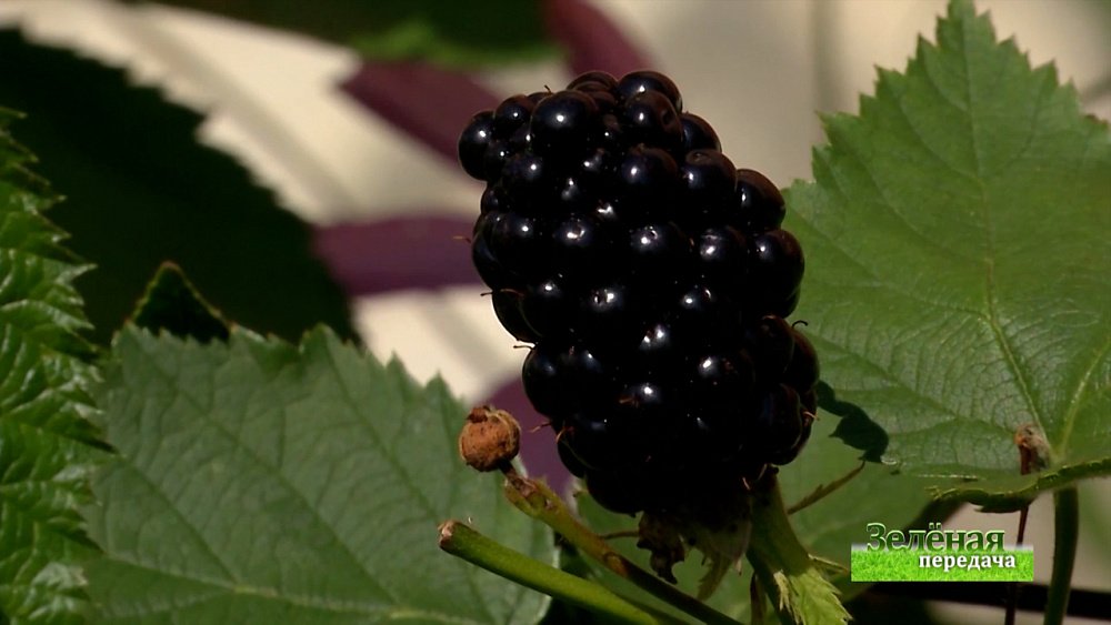 Зеленая передача 11.11.2021