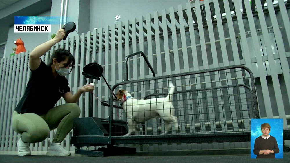 Фитнес для собак появился в Челябинске