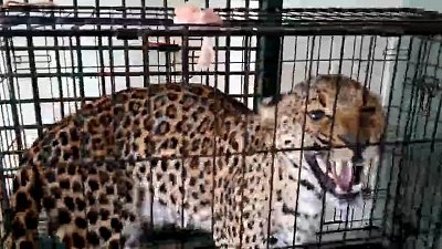 Карен Даллакян рассказал, как дела у леопарда Евы