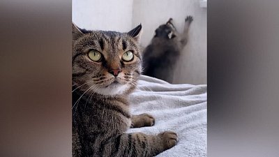 Мех и смех: танцы енота, вечный котодвигатель и чужая курица