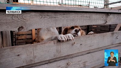 Игроки «Трактора» помогли приюту