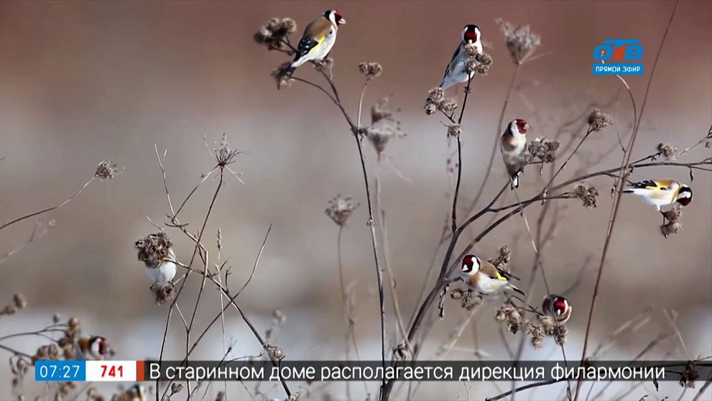Чем подкармливать птиц зимой в сюжете «Синичкин день»