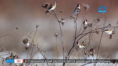 Чем подкармливать птиц зимой в сюжете «Синичкин день»