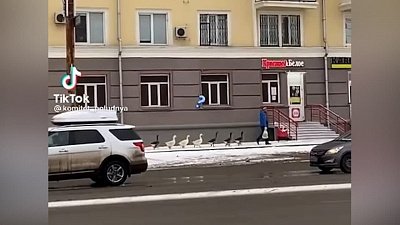 Прогулка с гусями по Челябинску стала популярна в «ТикТоке»