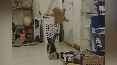 Мех и смех: наглое воровство, странные механизмы и фееричный бой