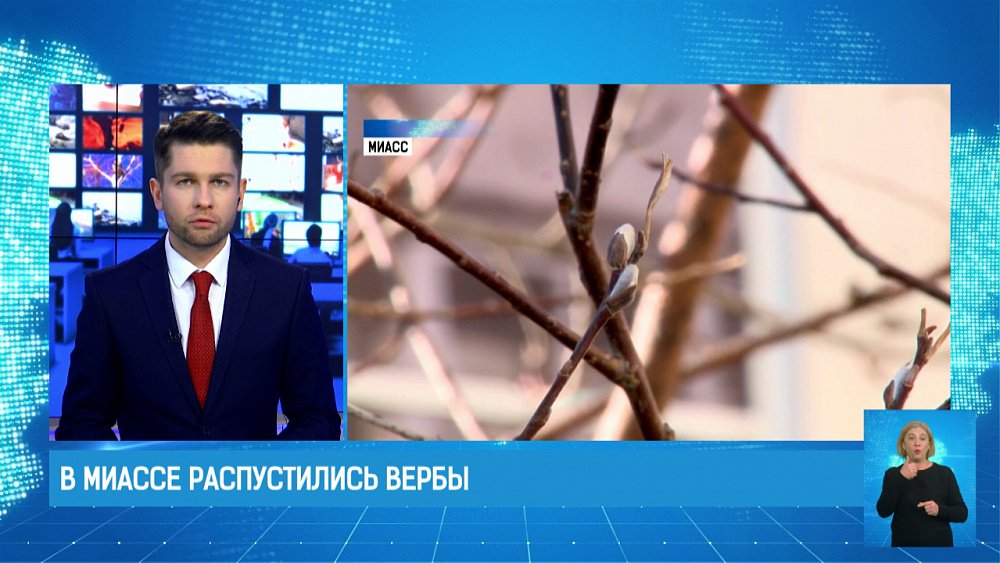 В Миассе распустились вербы