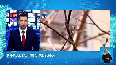 В Миассе распустились вербы В Миассе распустились вербы