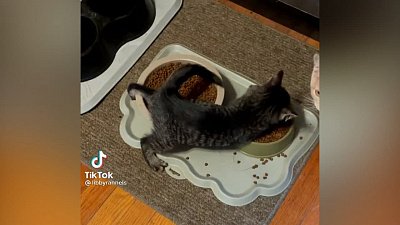 Мех и смех: фантомные почесывания, голодный котенок и собака на ветке