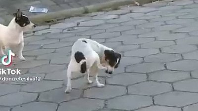 Мех и смех: невероятная жажда, непослушная лапа и внезапный «кусь»