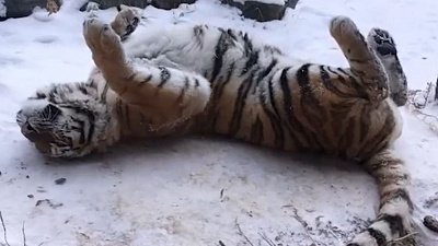 Тигриные полеживания показали в Челябинском зоопарке