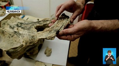 Археолог нашел кости древнего носорога