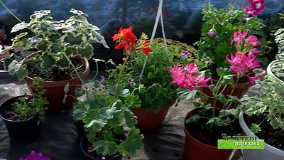 Зеленая передача 18.11.2021