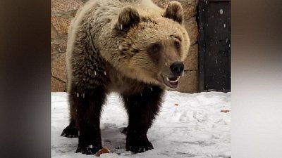 Медвежонок в Челябинском зоопарке радуется снегу