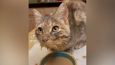 Мех и смех: сладкий сон, неловкий прыжок и вкусный суп