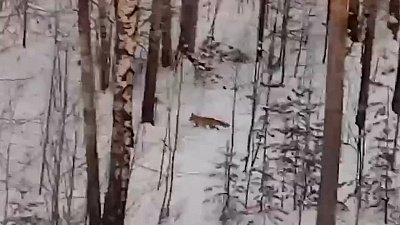 В Сатке заметили лисицу возле жилых домов