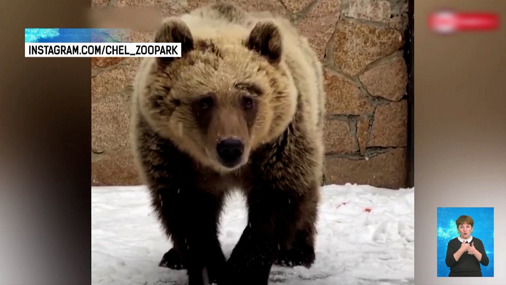 Медвежонок из зоопарке увидел первый снег