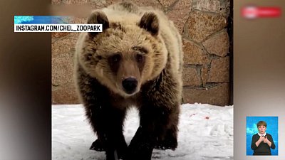 Медвежонок из зоопарке увидел первый снег