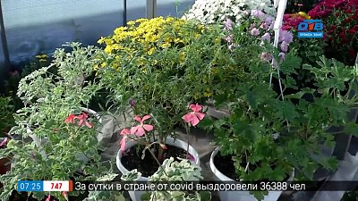 Отправляем пеларгонии на зимовку в рубрике «Руки садовода»