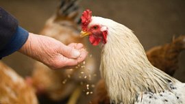 В Челябинской области на 11% сократилось производство мяса В Челябинской области на 11% сократилось производство мяса