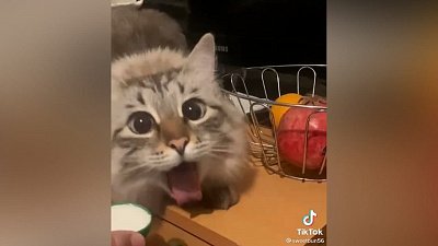 Мех и смех: плохой кефир, игрушечный воротник и котошвабра