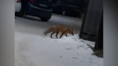 Лисицу вновь заметили возле домов в Сатке
