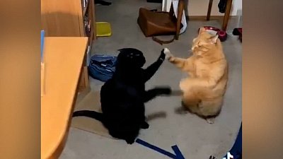 Мех и смех: несостоявшийся прыжок, странный стук и бой на лапках