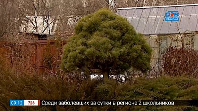 Штамбовые растения в саду. Зимовка под контролем в рубрике «Руки садовода»