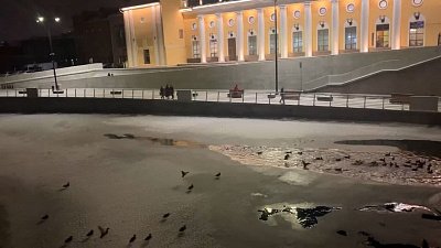 Утки вновь остались зимовать в Челябинске