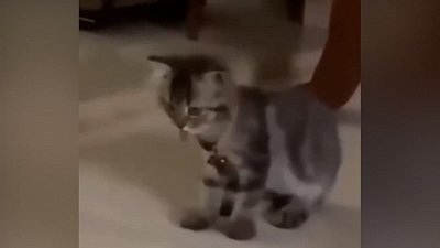 Мех и смех: активная икота, счастливое купание и кошачья разминка