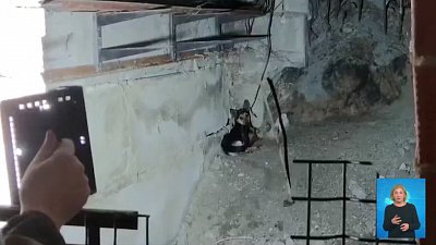 Волонтеры спасли собаку и ее щенков