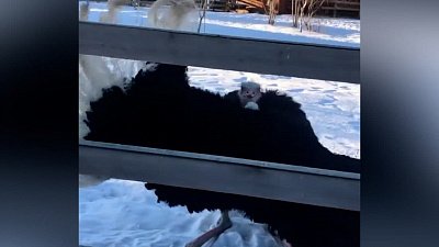 В Челябинском зоопарке засняли танец страуса