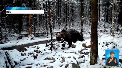 В фотоловушку на Таганае «попался» медведь