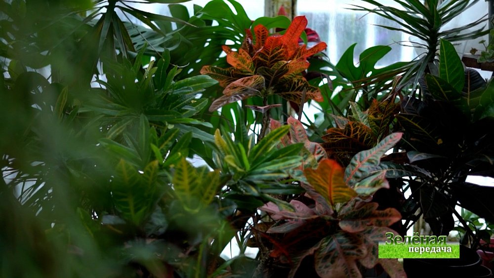 Зеленая передача 25.11.2021