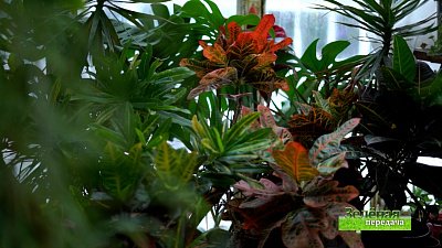 Зеленая передача 25.11.2021