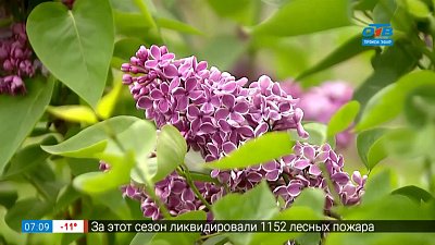 Самые яркие сорта сирени в рубрике «Руки садовода»