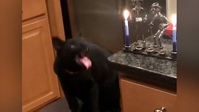 Мех и смех: паленая шерсть, спортивная корова и кот-сомелье