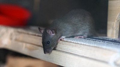 Крыса возле «Бургер Кинга» в Копейске попала на видео