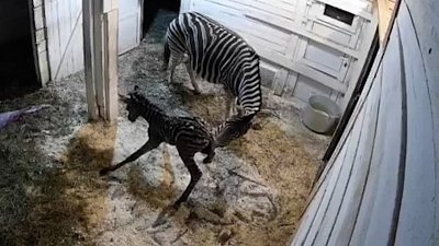 Новорожденную зебру показали в Челябинском зоопарке