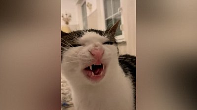 Мех и смех: сморщенный нос, вкусная сосулька и странная поза