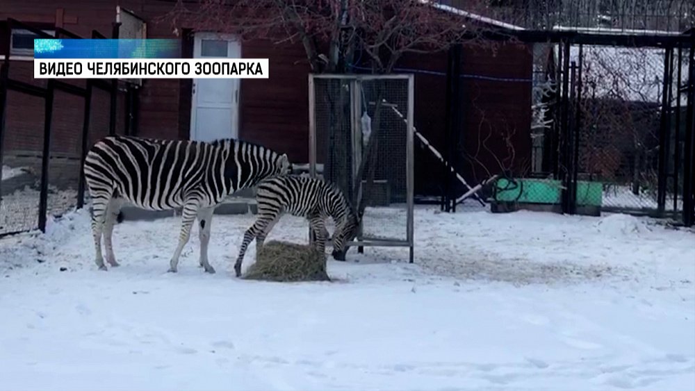 У зебр в зоопарке родился жеребенок