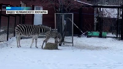 У зебр в зоопарке родился жеребенок
