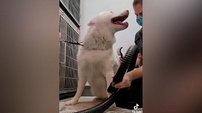 Мех и смех: грациозный кот, кричащий пес и ленивая колбаска